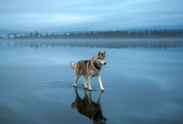 Лайки - божественні собаки - фото 149521