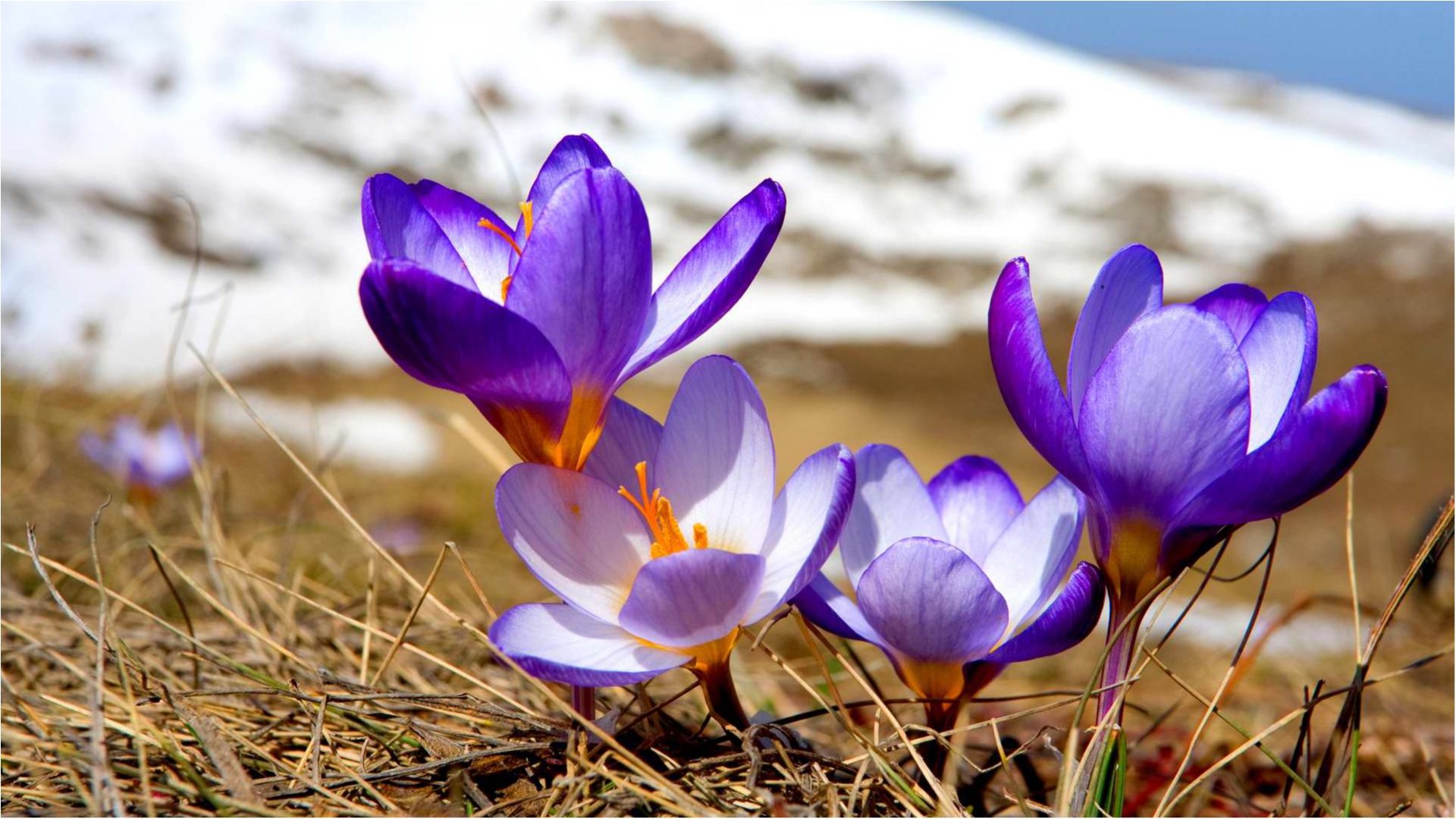 Весна - фото 1