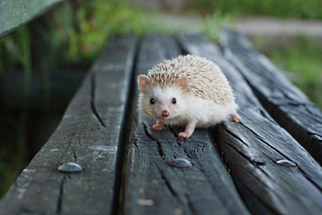 9 вражаючих цікавинок про тварин - фото 149931