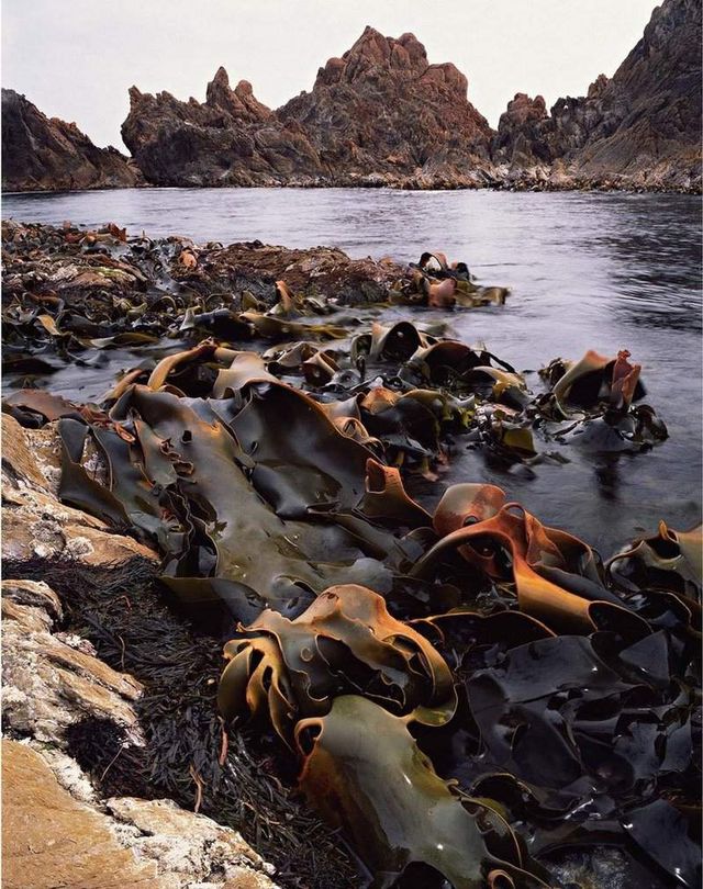 Як виглядає первісна краса Тасманії - фото 150533