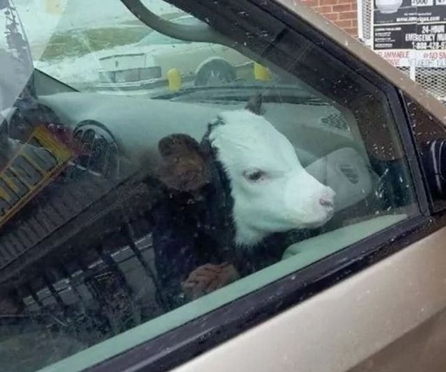 Несподіваний пасажир - фото 149527