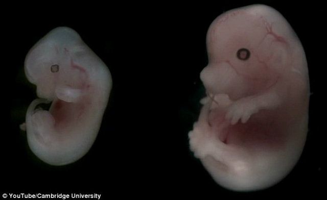 Прорив у науці! Вчені створили перший штучний ембріон миші - фото 148462