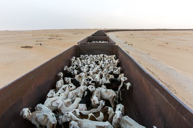 На даху потяга: неймовірна подорож пустелею - фото 151703