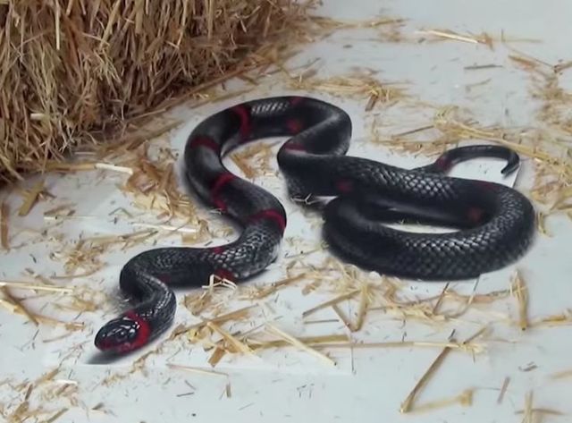 Неймовірно реалістичні 3D-малюнки, які обманюють зір - фото 150353