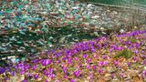 Крокуси з-під сміття: мережу шокували фото жахливого свинства на Закарпатті