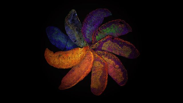 Наука як мистецтво: найкращі наукові ілюстрації року - фото 153082