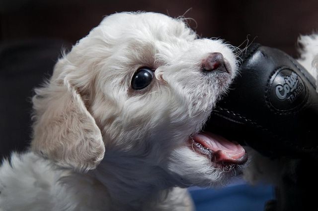 Найзворушливіший рейтинг маленьких цуценят в історії - фото 154120