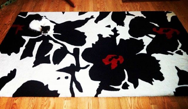 Коти, які маскуються краще за секретних агентів - фото 1