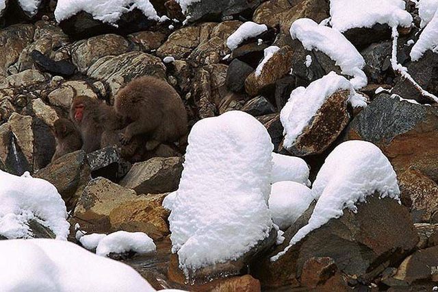 Знайди тваринку: неймовірні фото природи підкорили мережу - фото 147720