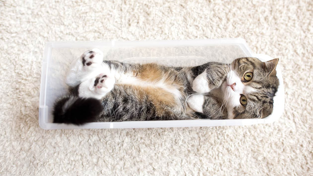 Обережно, няшність: як виглядає найпопулярніший кіт світу - фото 1