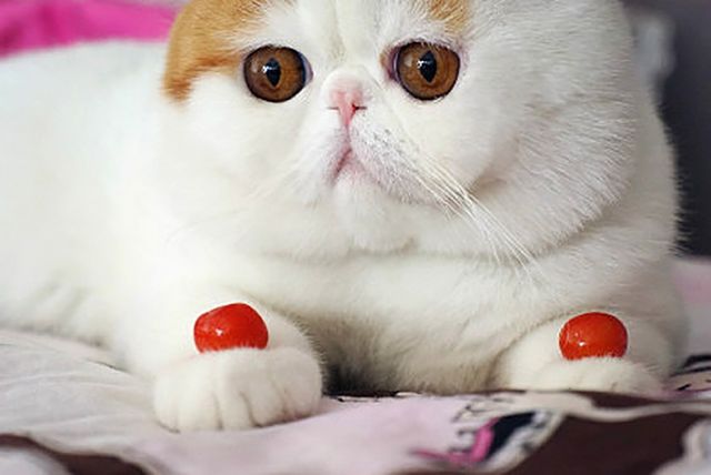 Снупі - фото 147730