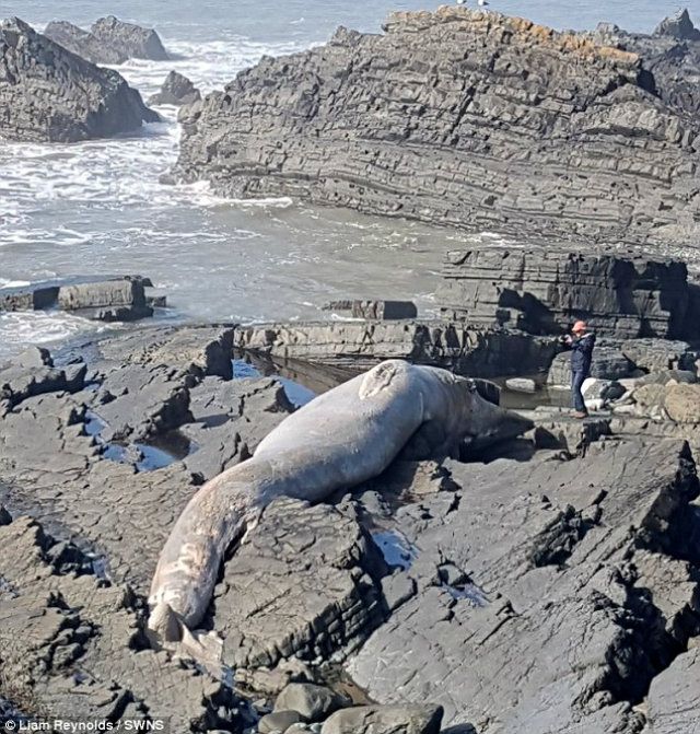 Туристи знайшли на скелях справжнього морського гіганта - фото 152359