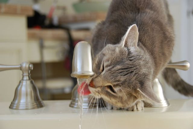 6 популярних міфів про їжу, яким ти досі віриш - фото 149720