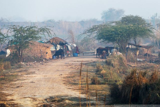 Індія з вікон автобусів: незвичайні фото - фото 155788