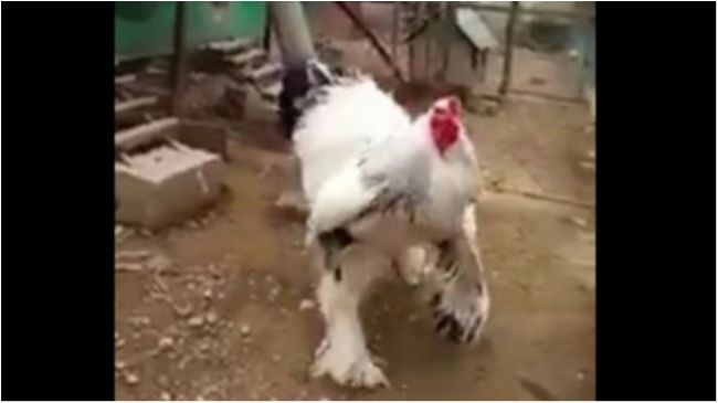 Всім півням півень - фото 1