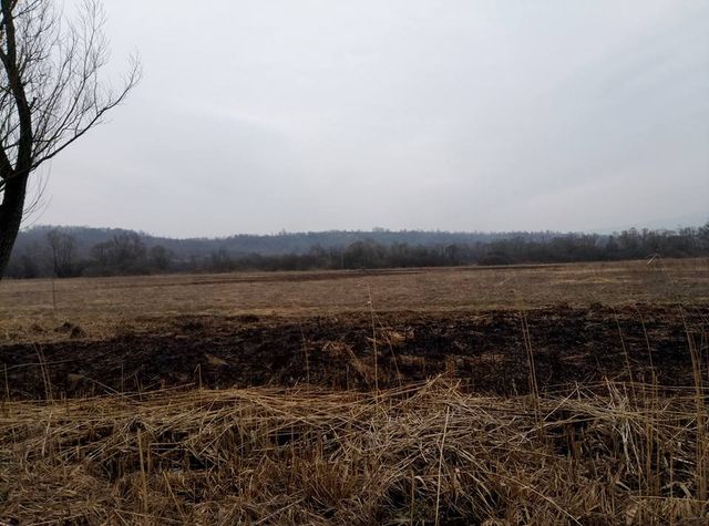 Пожежа спопелила Долину нарцисів на Закарпатті: опубліковані фото - фото 152293