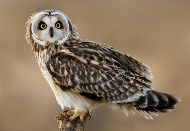 9 вражаючих цікавинок про тварин - фото 149932