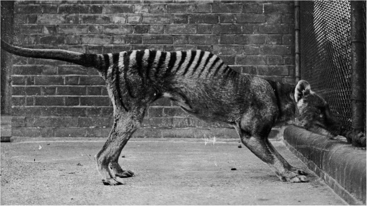 Тілацин - фото 1