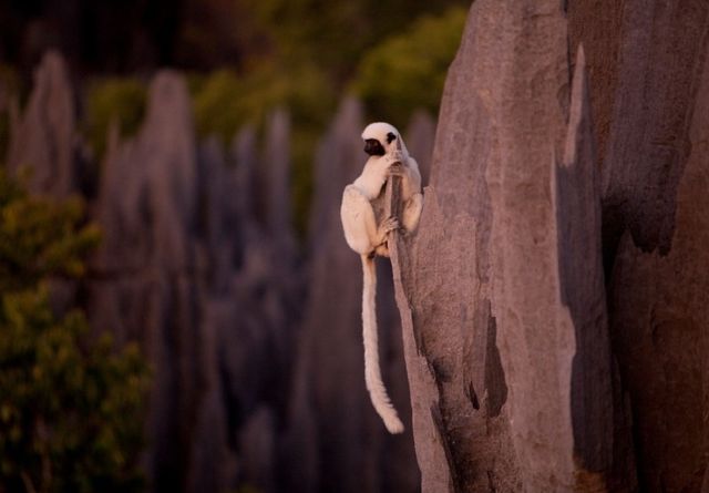 Як виглядає кам'яний ліс на Мадагаскарі: неймовірні фото - фото 149263