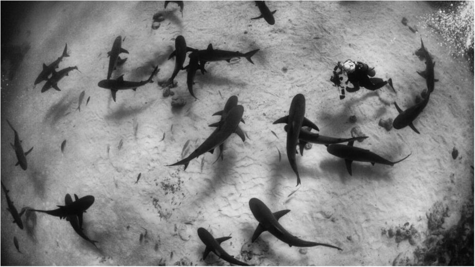 Фотограф показав таємне життя морських мешканців