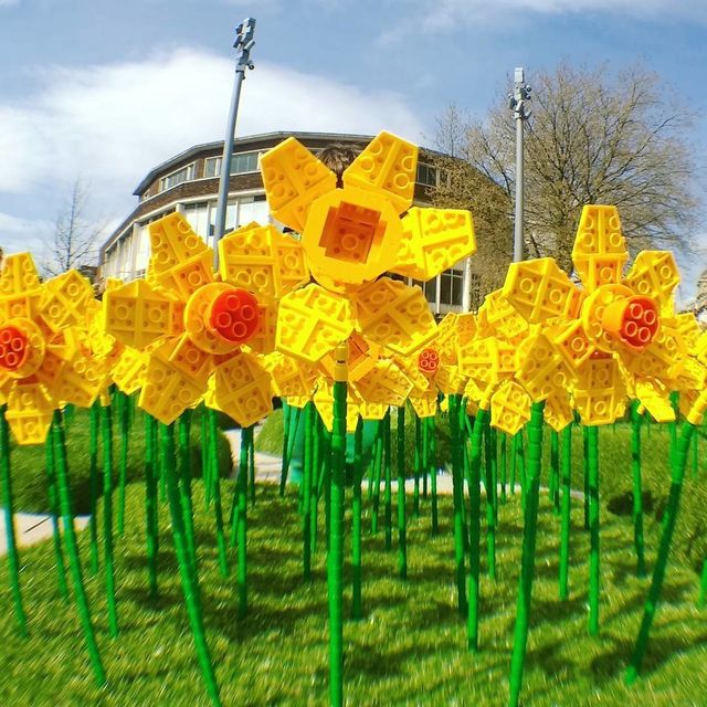 У британському містечку "розквітло" поле Lego-нарцисів - фото 159206