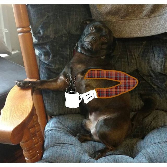 Триногий пес став зіркою мережі: кумедні фото - фото 157608