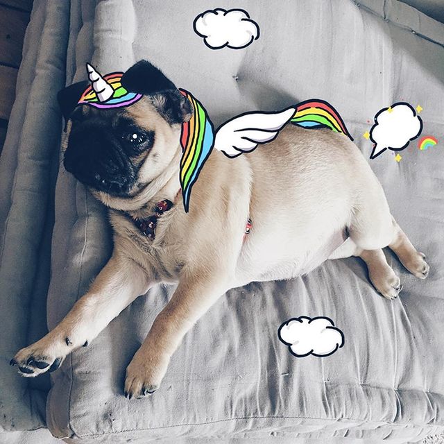 Нові пригоди домашніх улюбленців: кумедні фото - фото 157477