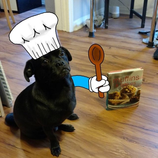 Триногий пес став зіркою мережі: кумедні фото - фото 157610