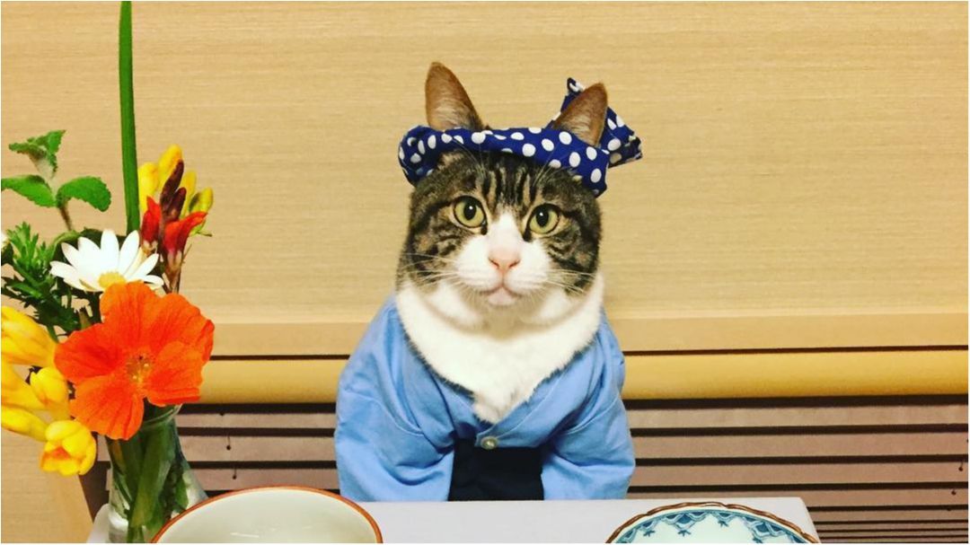 Як виглядає дивовижний кіт-гурман