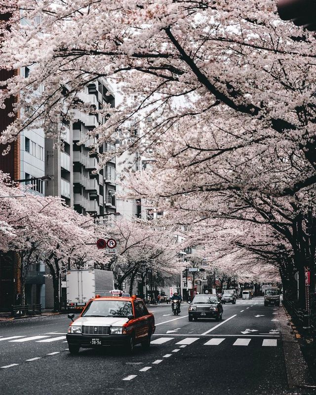 Як виглядає весна в Токіо: чарівні фото - фото 160823