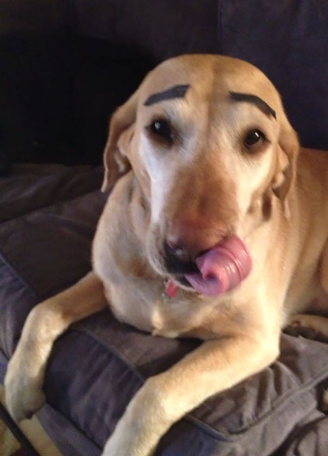 Ось, що буває, якщо залишити домашнього улюбленця на друзів: кумедні фото - фото 158546