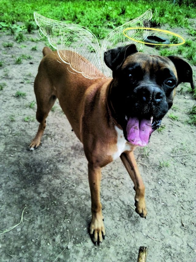 Нові пригоди домашніх улюбленців: кумедні фото - фото 157476