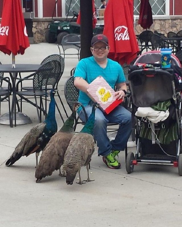 Як виглядають "голуби" в різних країнах світу - фото 163010