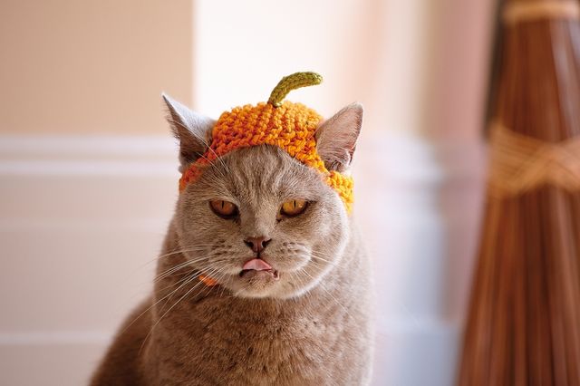 Як використати свого кота у побуті: кумедні фото - фото 157537