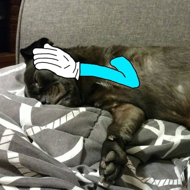 Триногий пес став зіркою мережі: кумедні фото - фото 157607