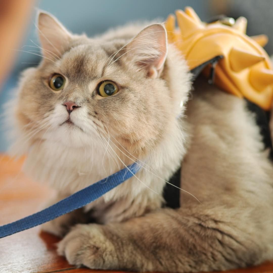 Величезний кіт з Таїланду, перед яким неможливо встояти