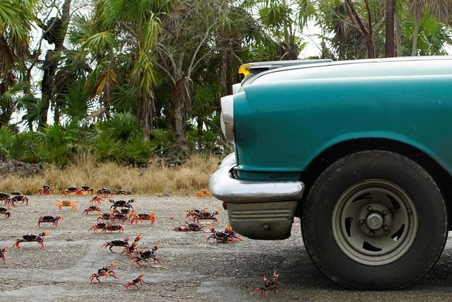 Природне шоу: тисячі крабів заполонили дороги і пляжі Куби - фото 162598