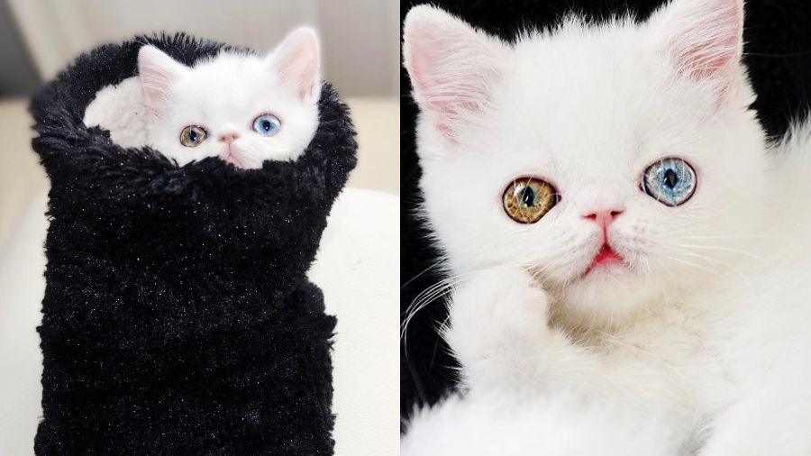 Пам-Пам - фото 1