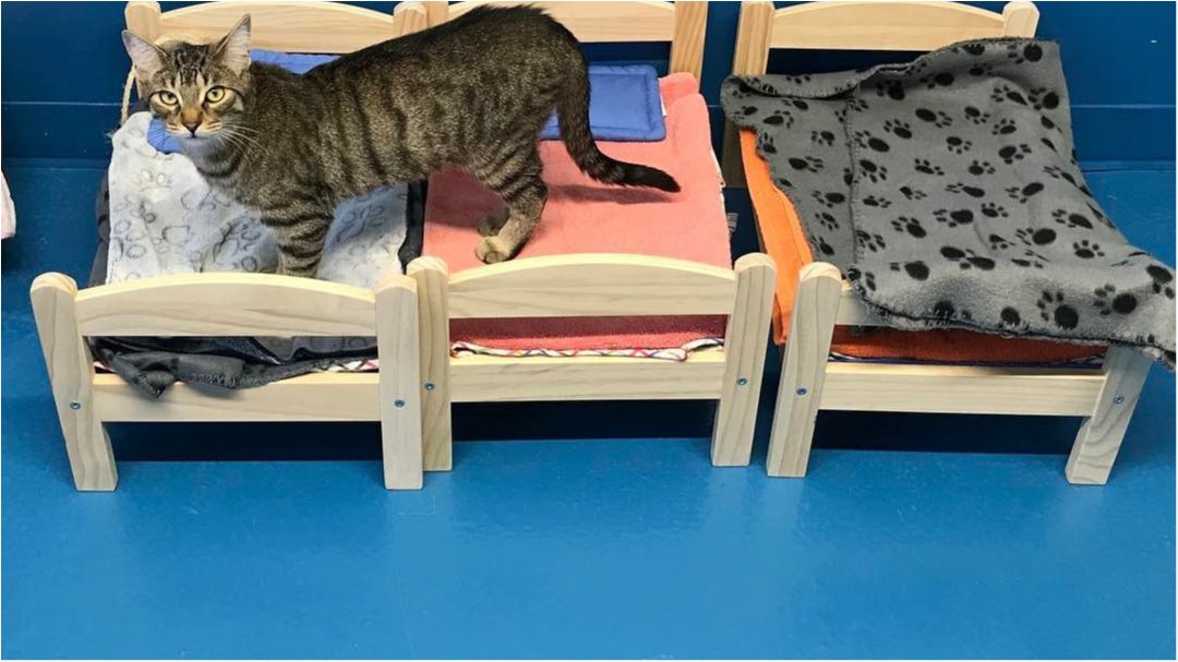 ІКЕА подарувала канадським котам ліжка: кумедне відео