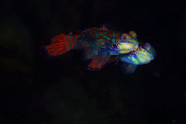 Фотограф показав таємне життя морських мешканців - фото 160027