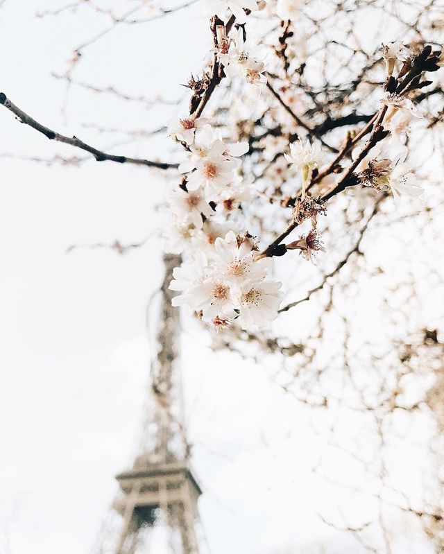 Весна у Парижі: чарівні фото - фото 161018