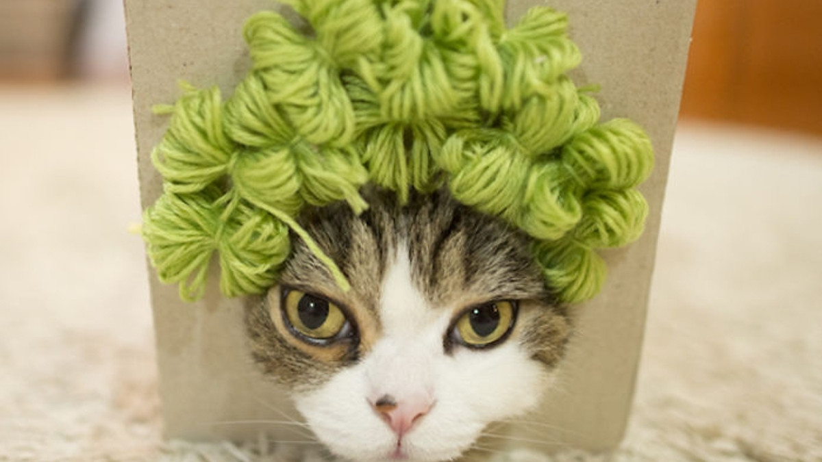 Максимум стилю: веселі фото кота в перуках - фото 1