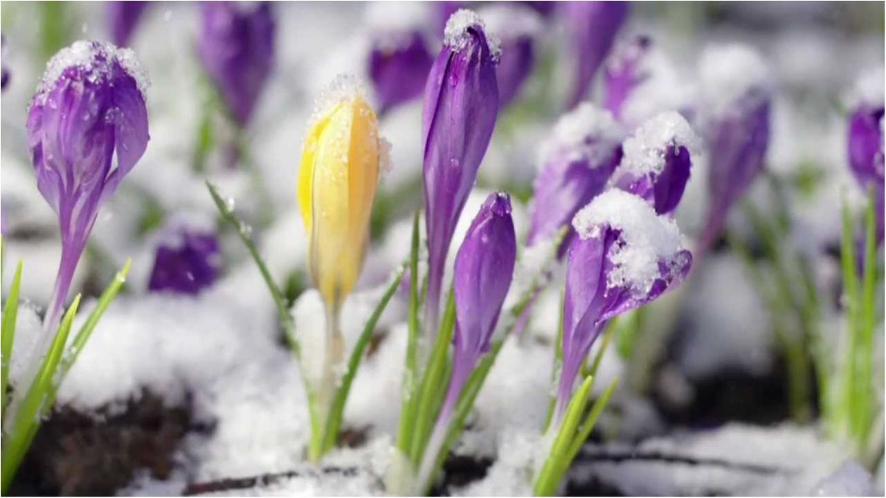 Сніг весною - фото 1