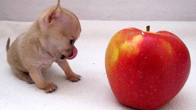 Розміром з яблуко: як виглядає найменший пес у світі - фото 156216