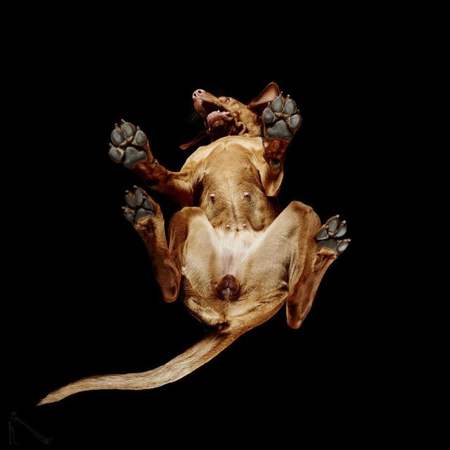 Фотограв показав, як виглядають собаки знизу. Вийшло цікаво - фото 159182