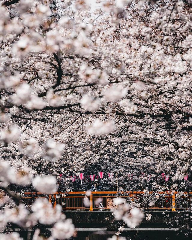 Як виглядає весна в Токіо: чарівні фото - фото 160827