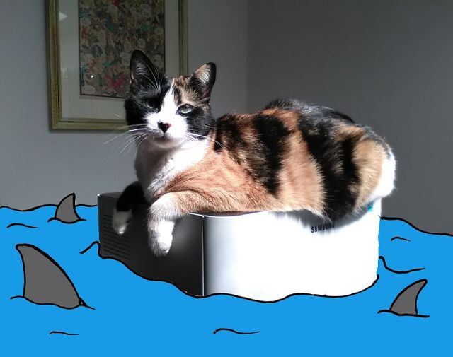 Нові пригоди домашніх улюбленців: кумедні фото - фото 157471