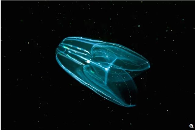 Учені з'ясували, яка тварина була першою на Землі - фото 1