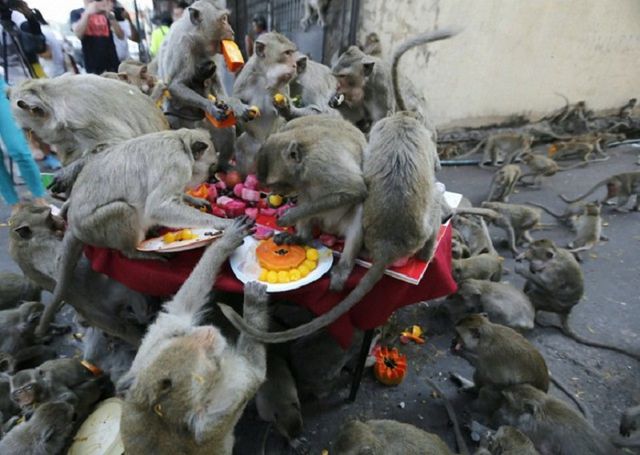 Як виглядають "голуби" в різних країнах світу - фото 163007