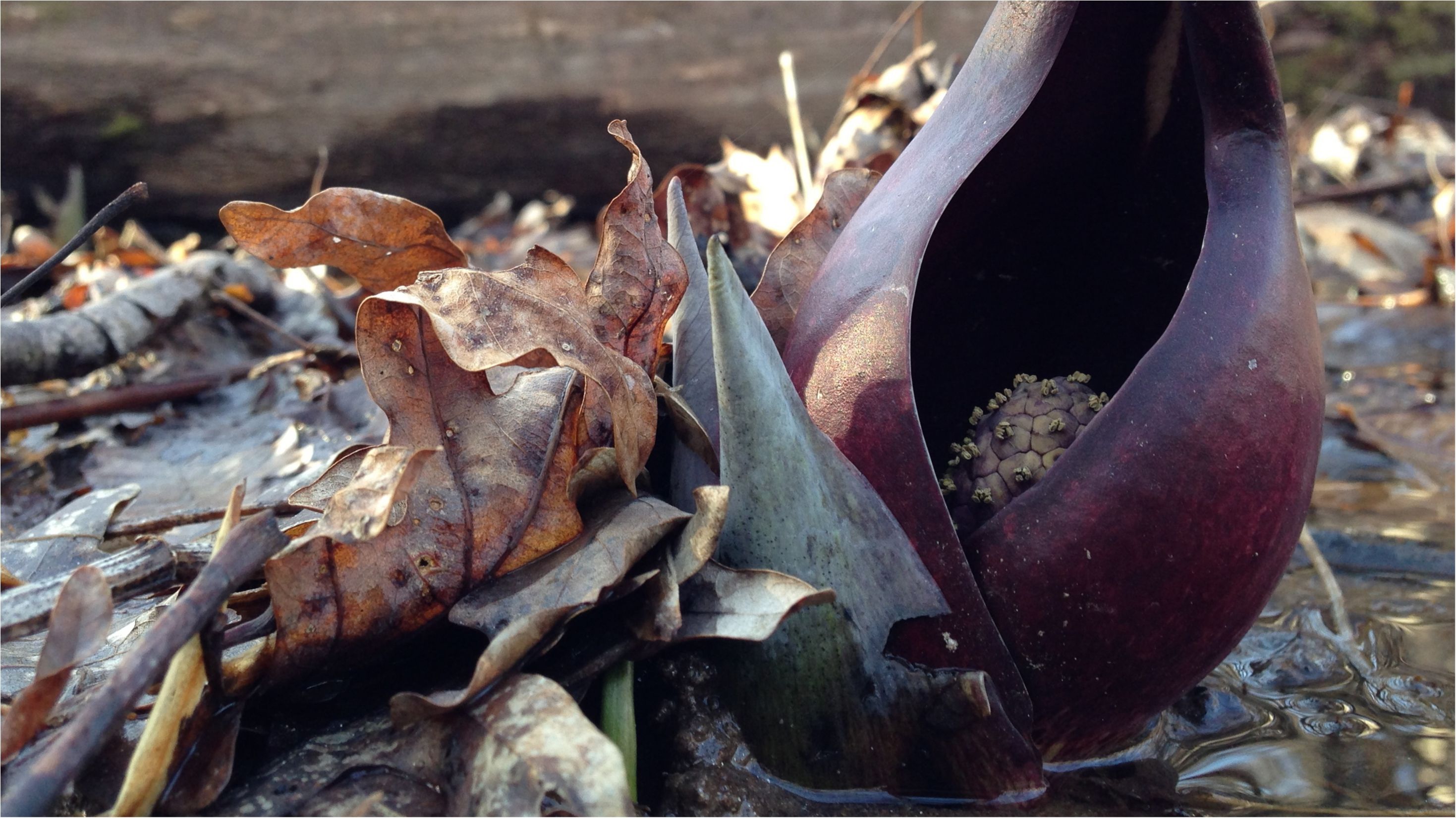 У Канаді розцвіли унікальні квіти сімплокарпуса